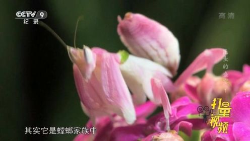 螳螂家族独特的成员兰——花螳螂|昆虫的盛宴