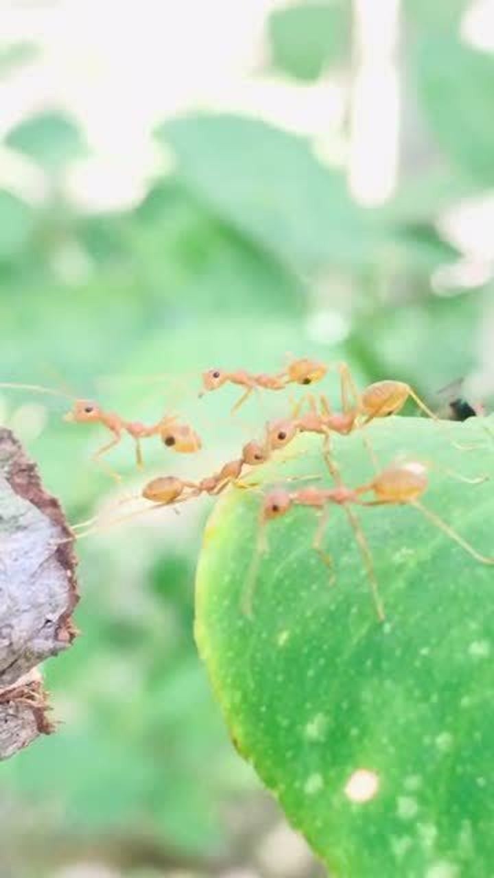 团结就是力量,蚂蚁都懂得凝聚力,这就是大自然的魅力!
