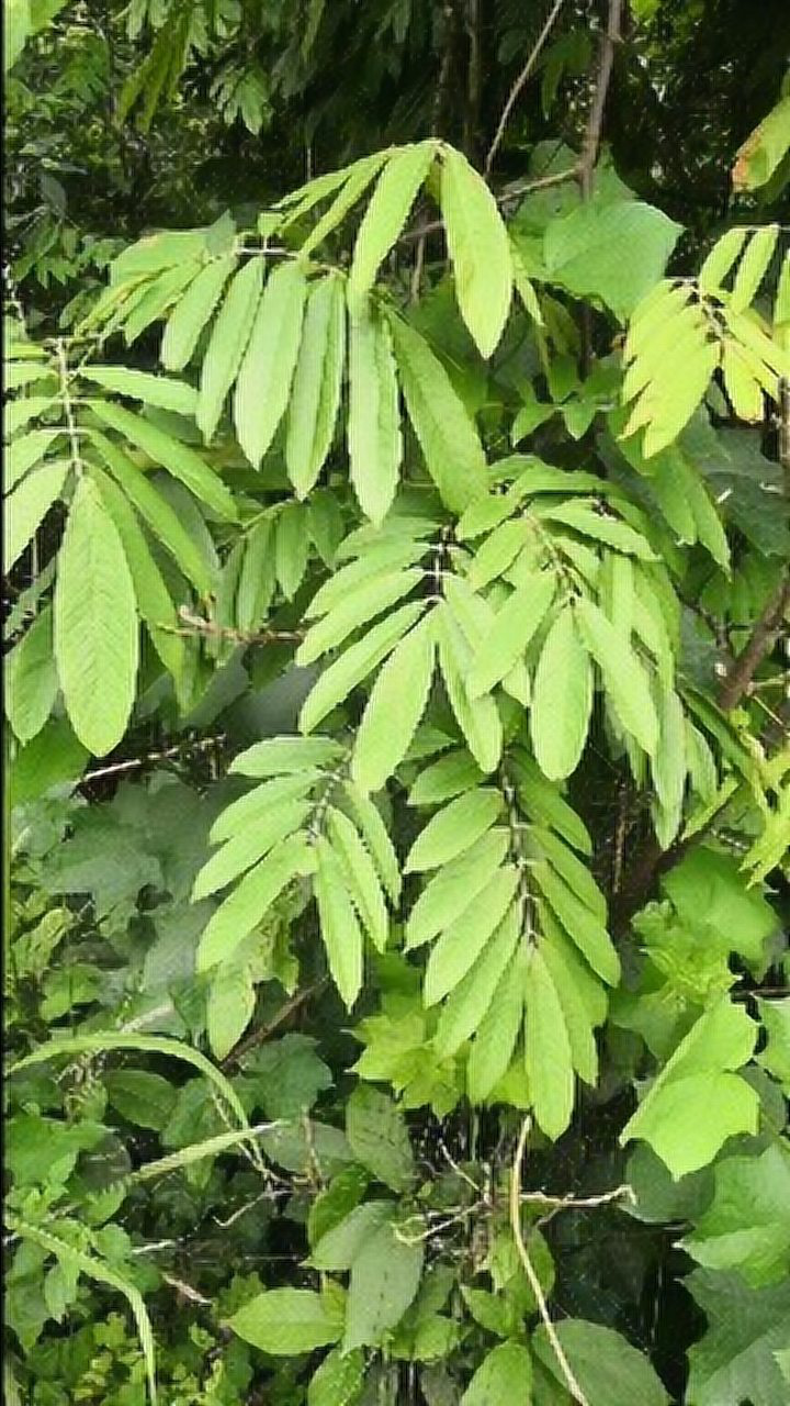 这种藤不但能治病还能麻晕毒死鱼类所以它也叫醉鱼藤