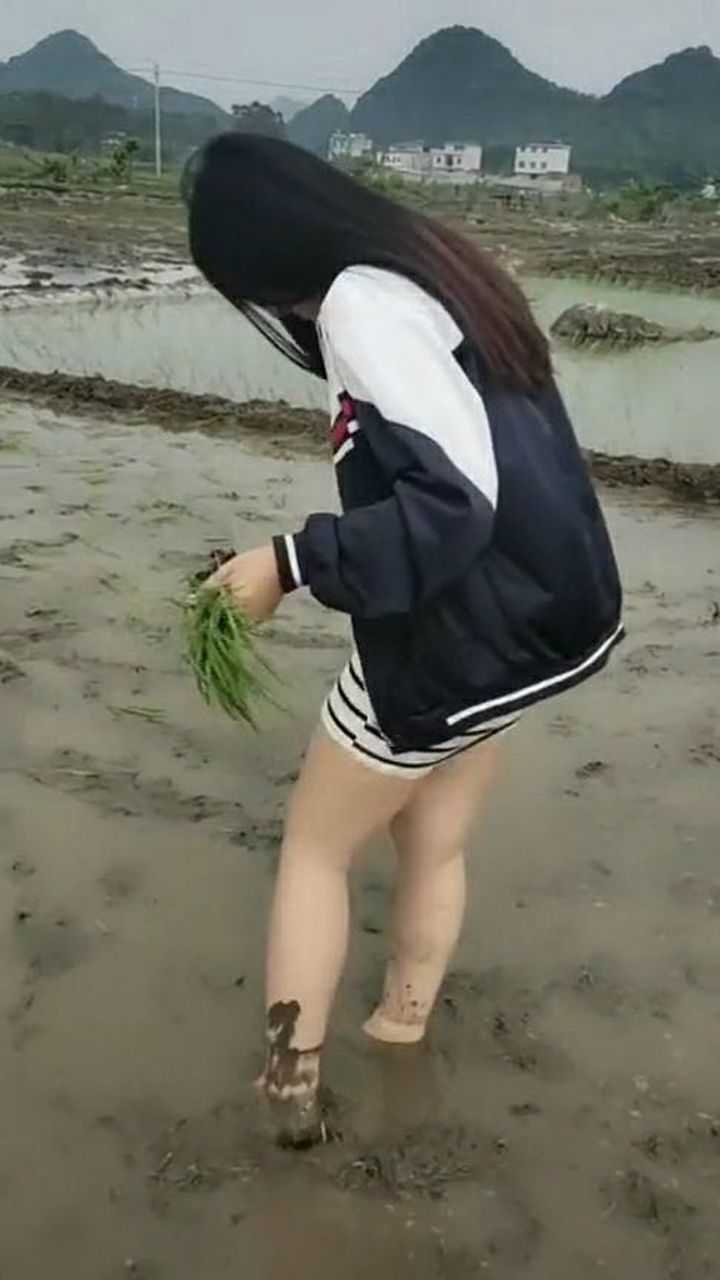 美女光着脚下田插秧发现有人拍她还不好意思了