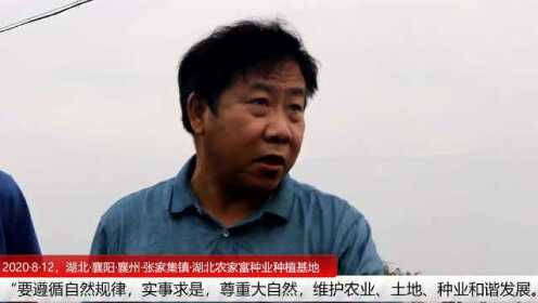 湖北省农业科学院副院长游艾青在襄阳考察香稻