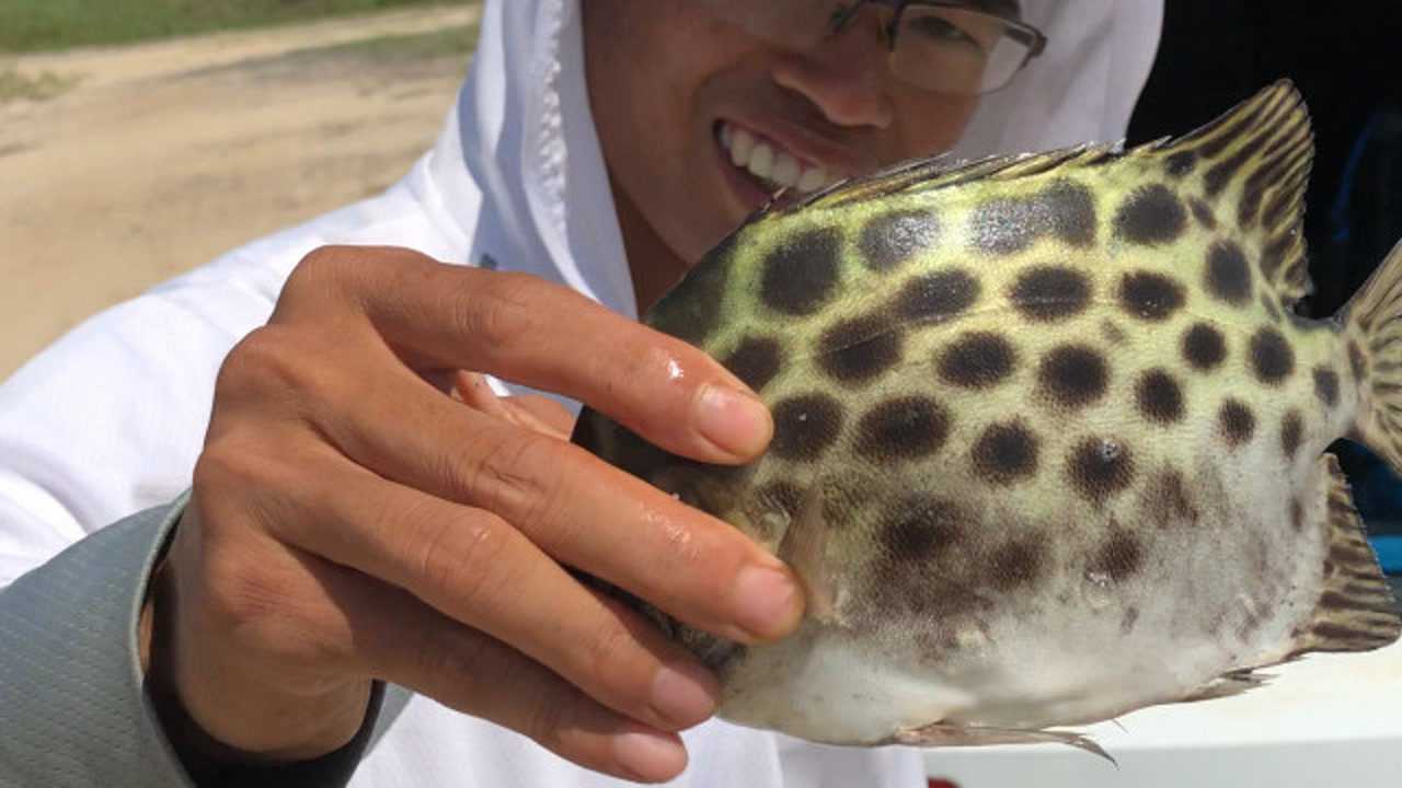 海钓金鼓鱼,一会钓一网篼,条条比脸大