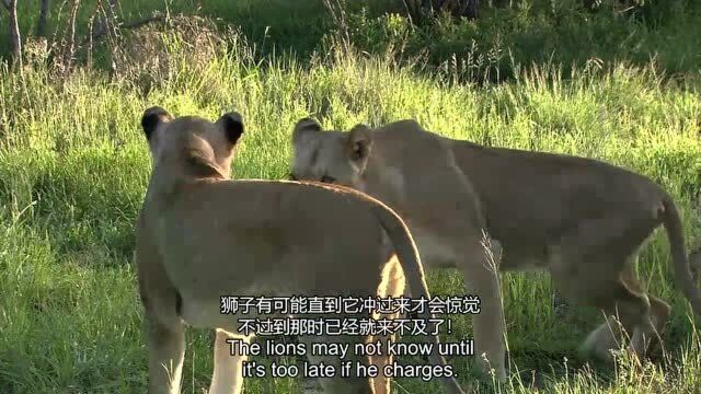 非洲超级七兽【4】体型庞大有优势,连狮子都要礼让三分!