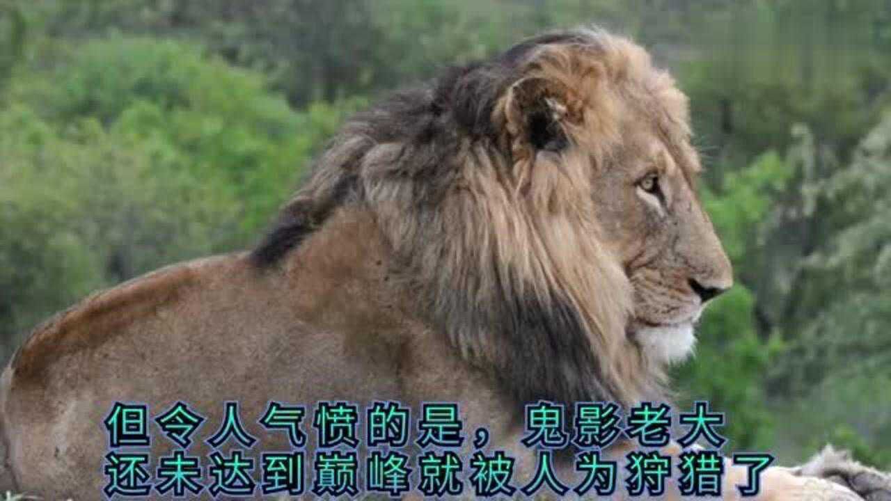 巨大的鬼影雄狮,可惜了