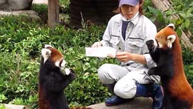 除了大熊猫会卖萌,竟然还有一种动物也不落下风,名字却只有一字之差!