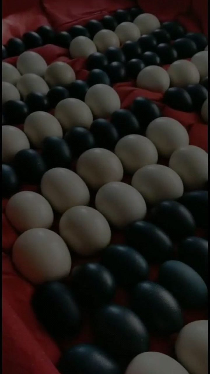 非洲鸵鸟蛋,还有澳洲鸵鸟蛋