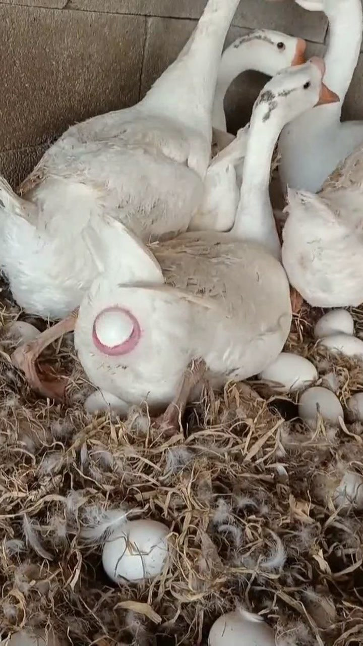 现实版鹅下蛋没点像样的功底一般鹅做不到啊