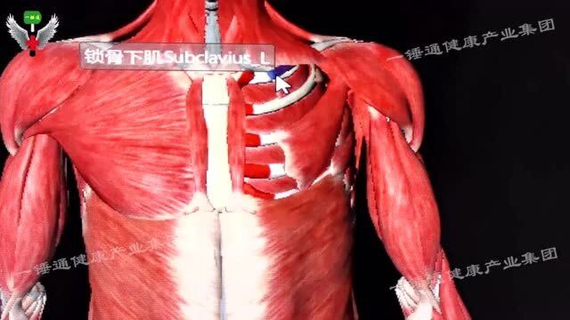 干货,王世峰锤正疗法对锁骨下肌诊断评估和调理操作!