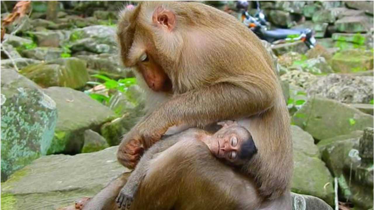 猴妈帮小猴抓虱子,小猴在妈妈怀抱睡觉,真幸福!
