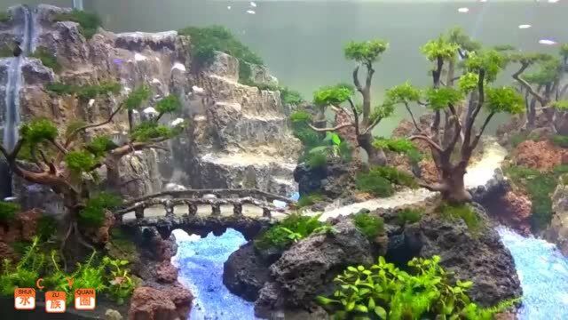 创意无处不在,水草造景也能这么玩!