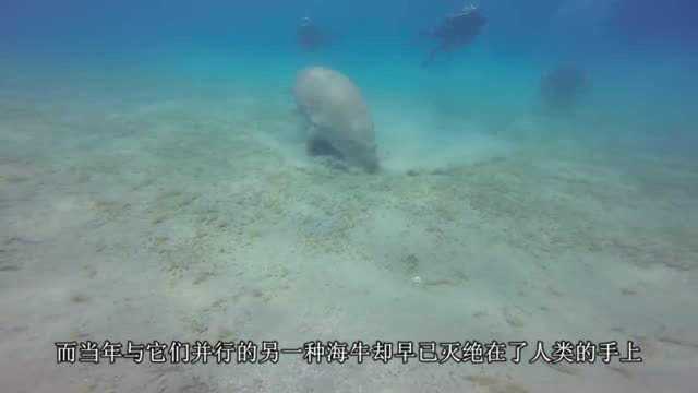 神秘的海洋生物!大海牛,据说没几个人见过,如今已经灭绝了!