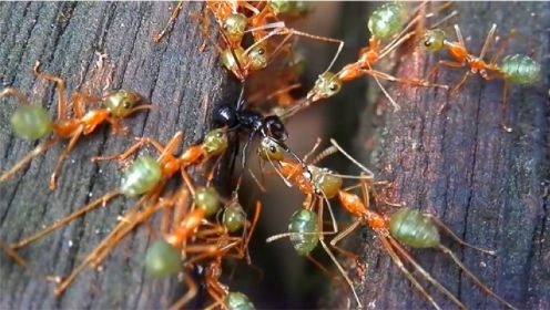 蚂蚁原来也挑食 饲养蚂蚁的学问原来那么多