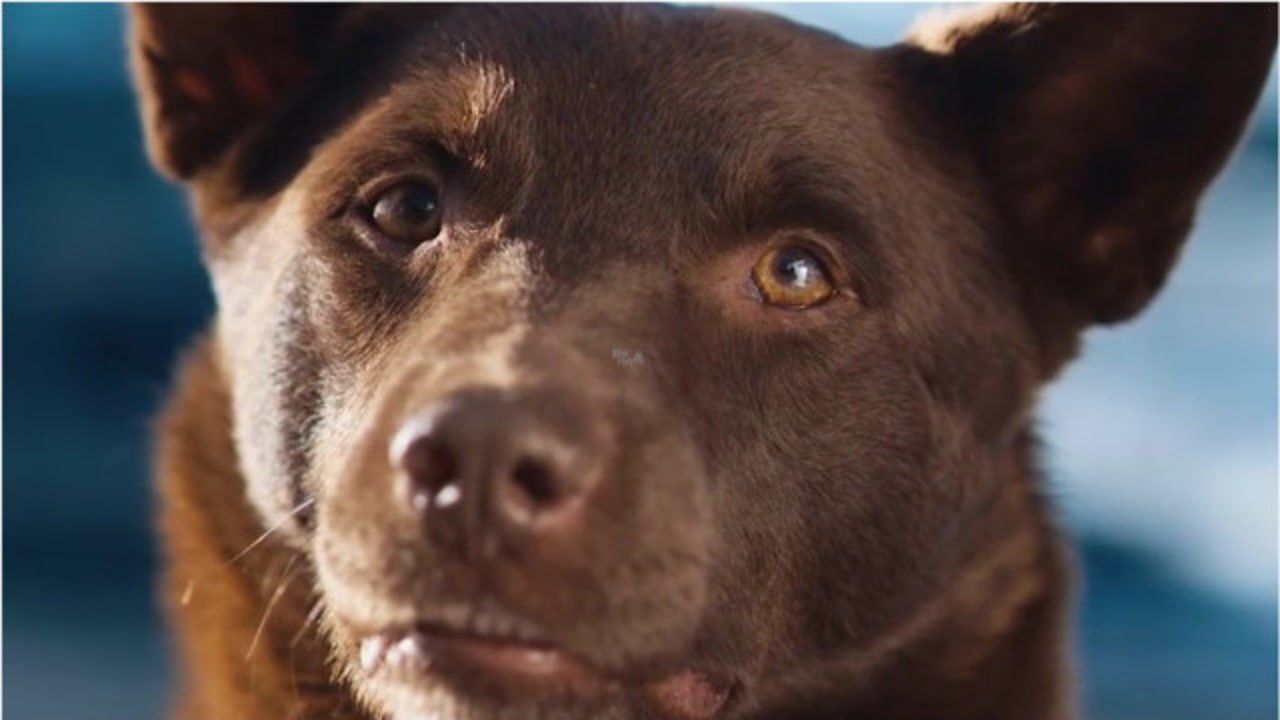 澳大利亚红犬真实故事图片