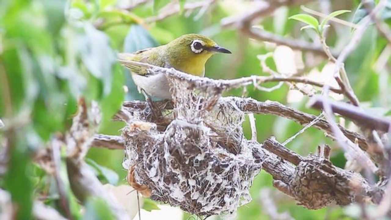 绣眼鸟的窝搭在两根树枝中间,就像一个大吊床!