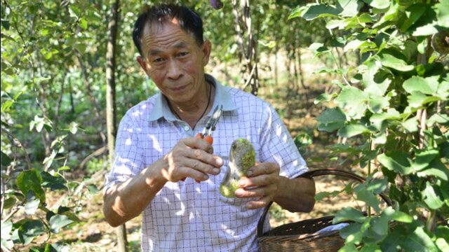 河南农民驯化野生水果“八月炸”,耗时8年,获得成功亩产3千斤