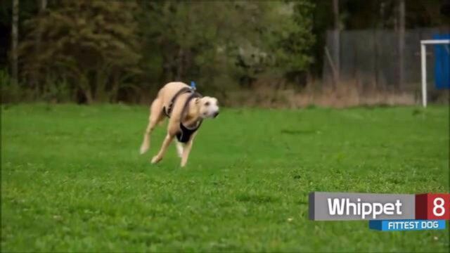 最适合看家的10大守护犬,随便养一条小偷都绕道跑