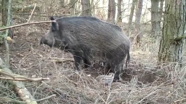 上山拍摄一窝野猪