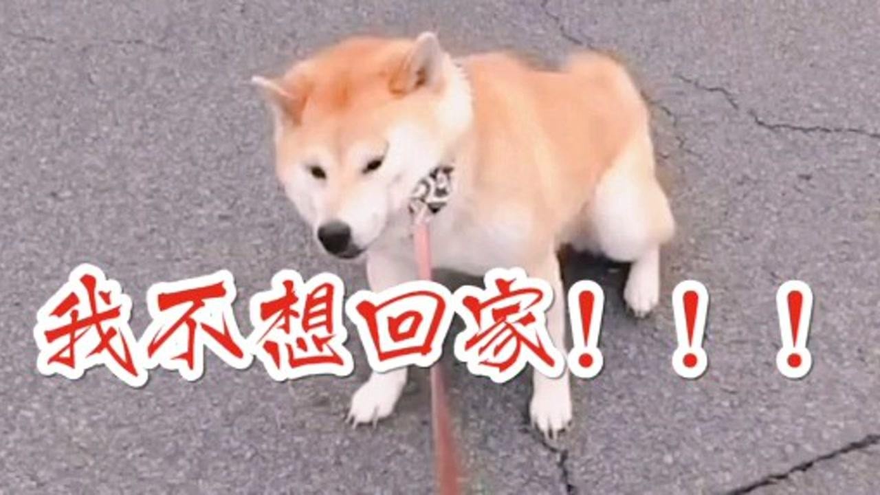 指挥官搞笑视频我不想回家