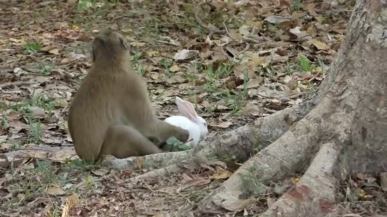 猴子捉了兔子一起过春节,他犹豫不决是吃了兔子,还是留下做宠物