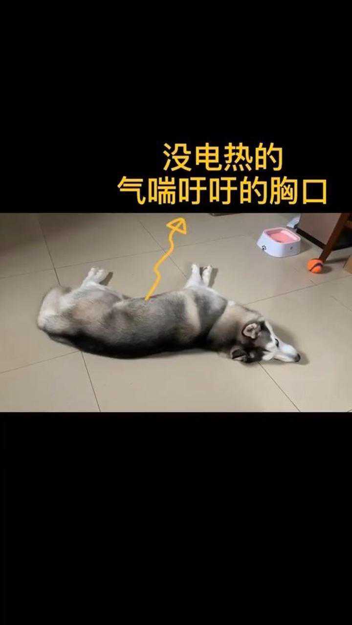 午睡做梦梦到我养了二哈被吓醒睁眼发现我真的养了二哈