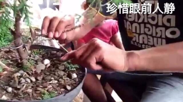 小伙子拜师学艺一年,自己动手铝线蟠扎枝条,修剪拿弯刺柏盆景!