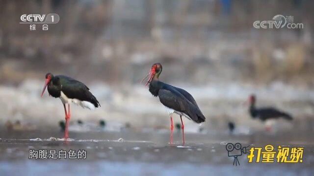 南门峡国家湿地公园生态条件绝佳,吸引着黑鹳在此安家