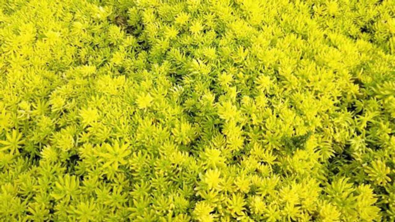 大片"佛甲草"黄灿灿闪瞎眼!懒人必选多肉植物,好看又好养!