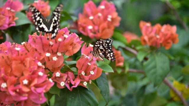 洋浦绿梦苗圃基地“花海”蝴蝶醉