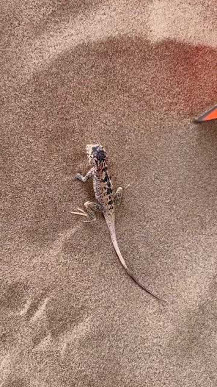 穿越腾格里沙漠第二天发现小壁虎
