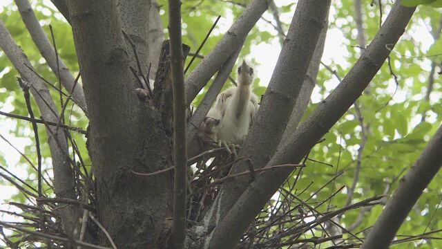 (电视通稿ⷥ›𝥆…ⷧ”Ÿ态)河南民权:构筑生态屏障 打造鸟类天堂