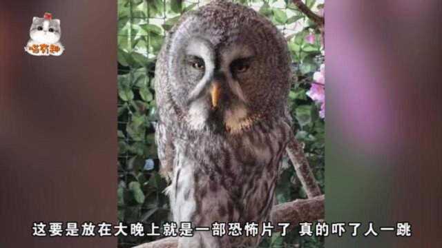 抖音上最火“魔性”动物,网友:确认过眼神是不敢惹的人!