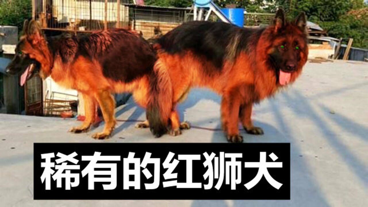 犬舍把德国牧羊犬搭配苏联红犬混血后诞生了红狮牧羊犬成为国产凶悍
