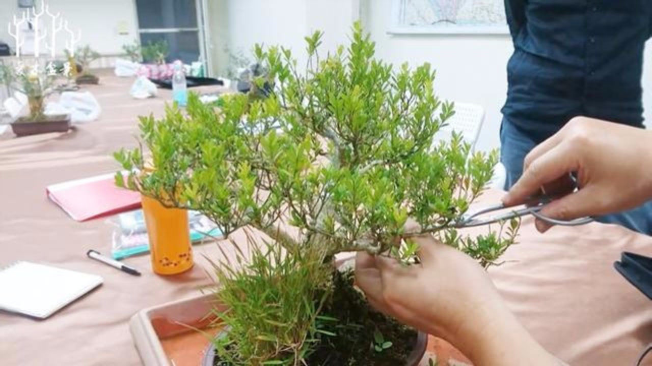 黄杨盆景枝叶示范修剪,台湾林庆祥老师手把手教你