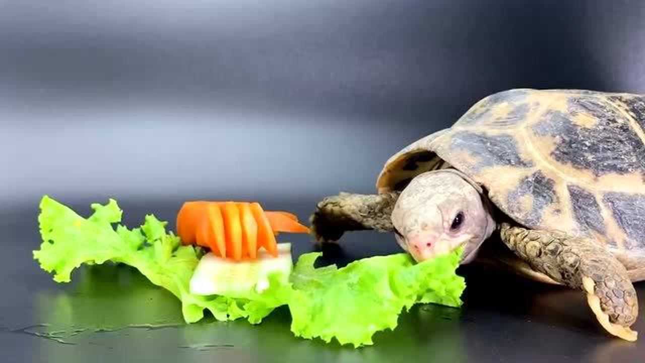 萌宠可爱吃货乌龟吃青菜叶子
