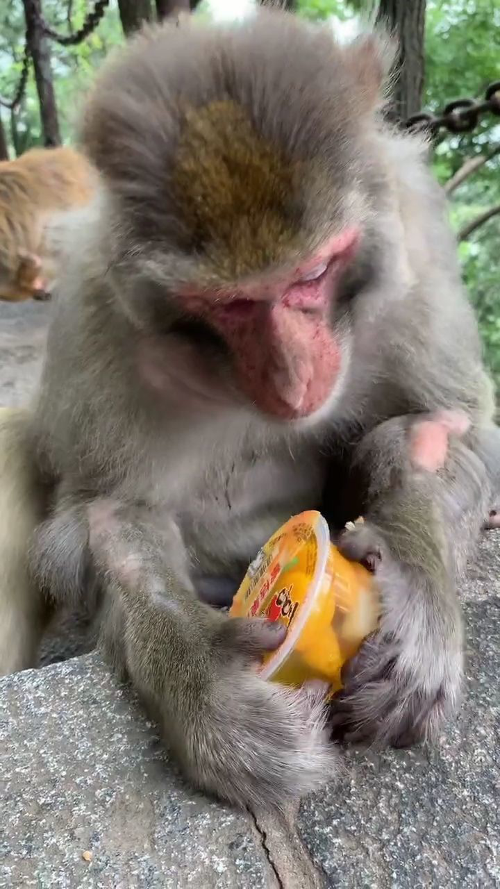 猴妈妈也是第一次吃果冻了!