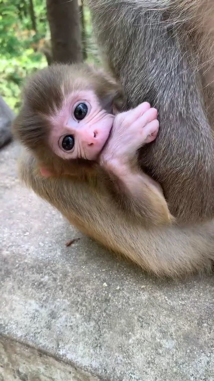 小猴宝宝太可爱了!