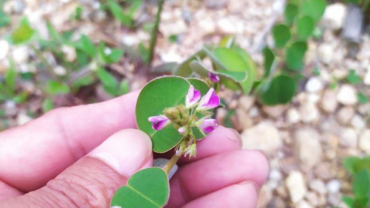 广金钱草与金钱草的区别在哪都能排石通淋吗看了就明白