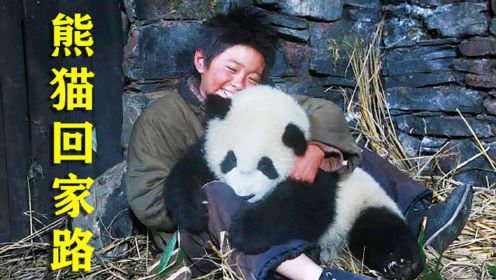 小男孩上山砍柴，没想到竟捡到一只国宝熊猫做朋友，奇幻治愈片
