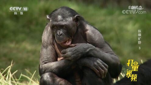 不愧是灵长类！黑猩猩不仅聪明绝顶，更是表情丰富