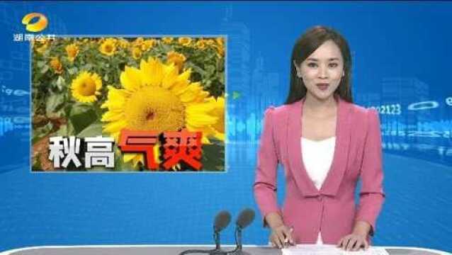 (秋高气爽) 【微视角】15万株向日葵的邀约 绝美花海等你来拍