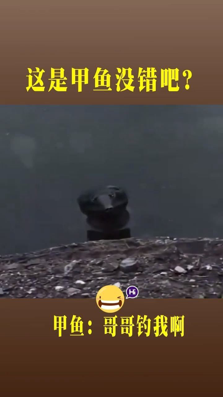 这就是王八看绿豆,眼对眼看上了,是爱情的样子