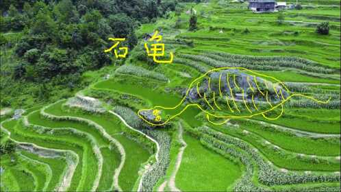 大山里的石龟栩栩如生活灵活现真是个风水宝地啊