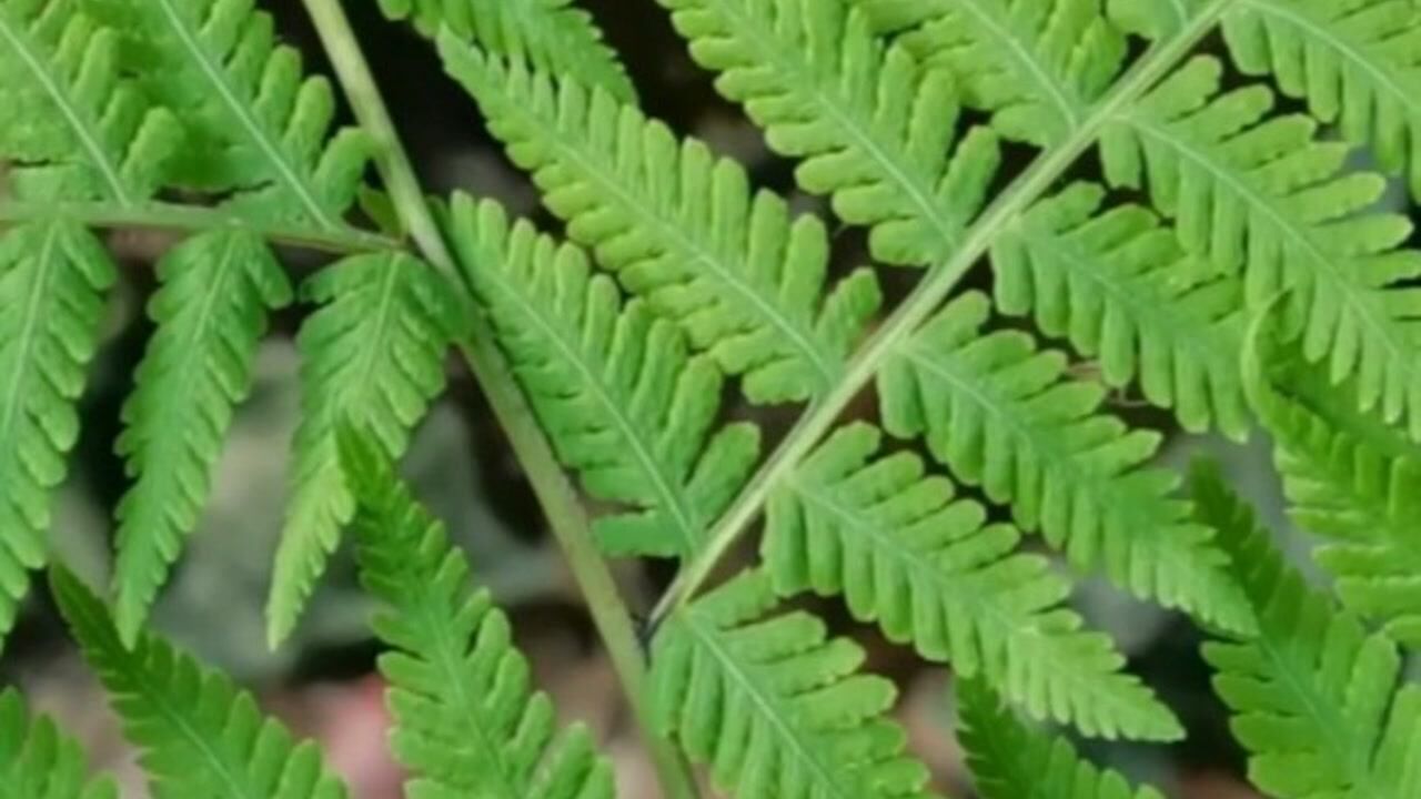 这种植物叫姬蕨,也叫冷水蕨,认识一下