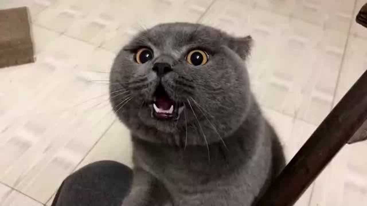 这只张嘴闭嘴骂街的小猫咪应该关小黑屋了成精了吧还会顶嘴了