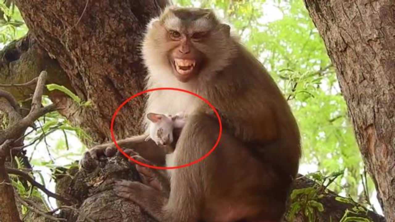 心碎美丽的母猴拽住了小奶猫小奶猫奄奄一息潸然泪下