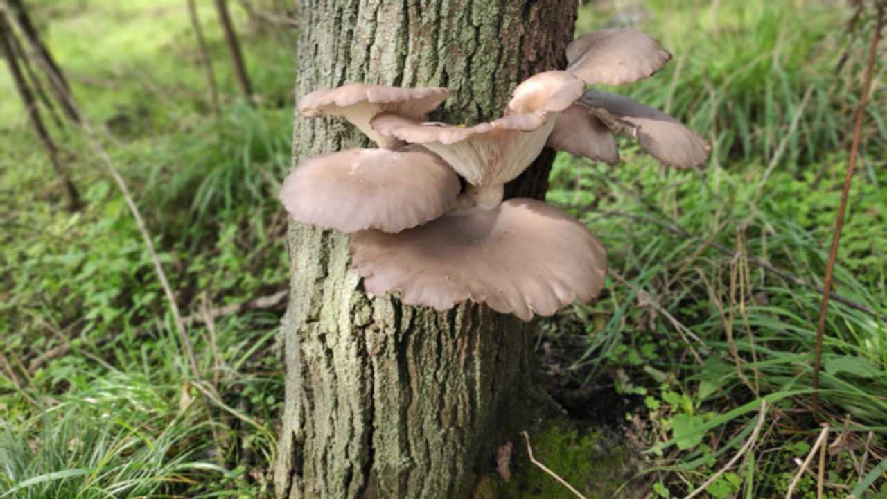 野生的平菇,大自然的馈赠