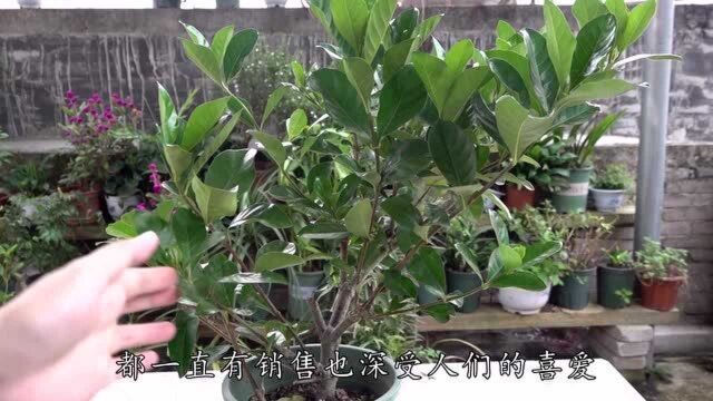 栀子花黄叶没精神?2个妙招很重要,用好了,叶子油绿闪光