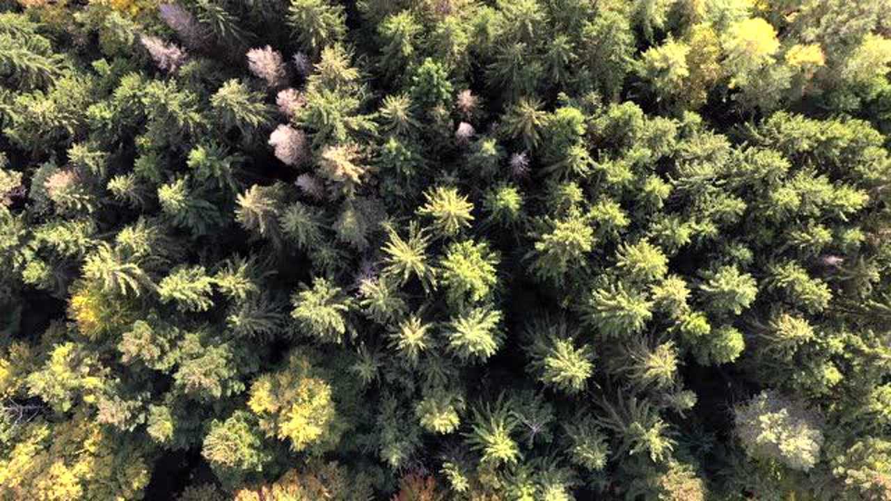 航拍森林树林_高清1