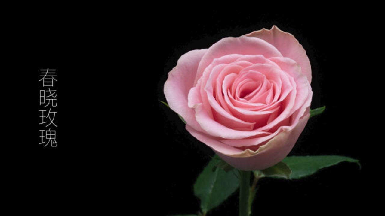 春晓玫瑰 花儿绽放 花开瞬间