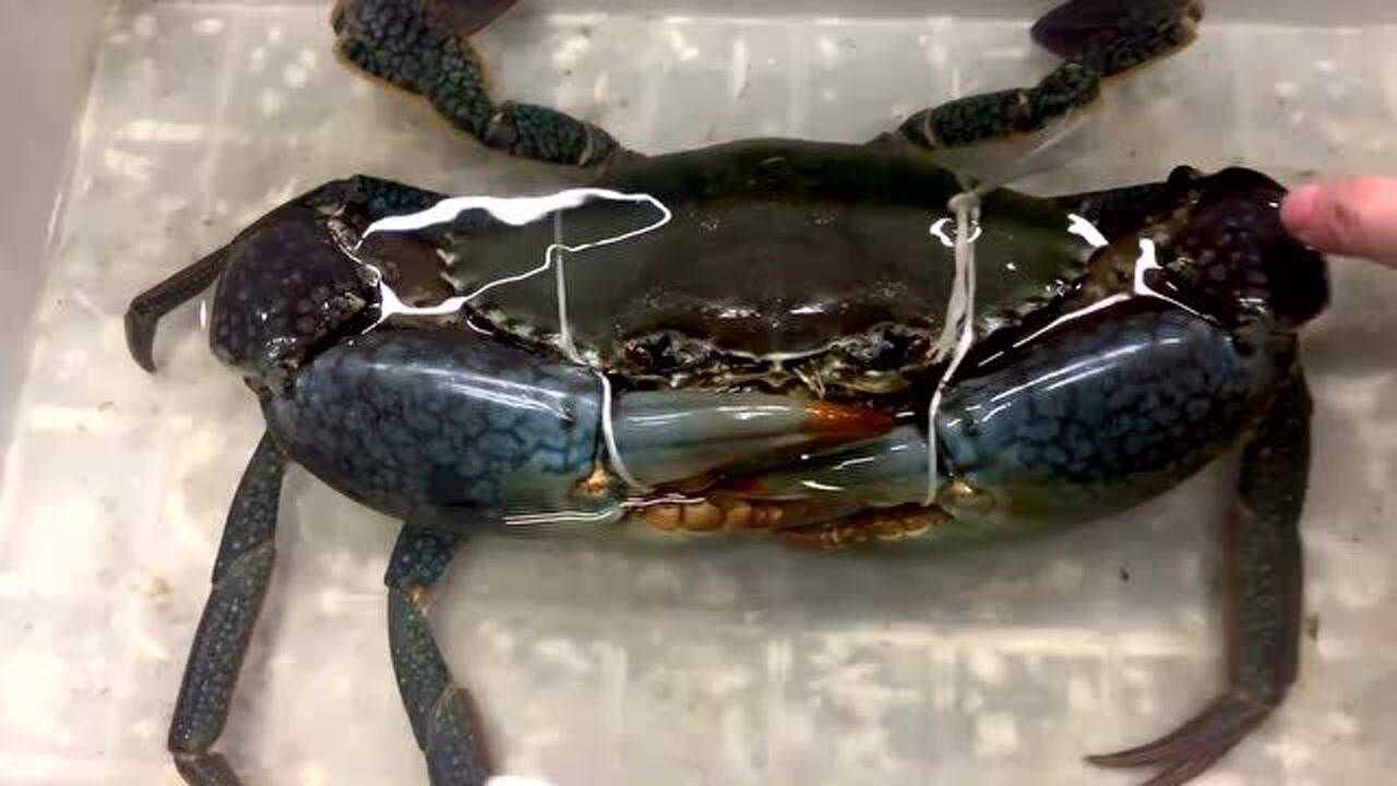 测评斯里兰卡大青蟹,吃起来味道是真好,难怪那么贵